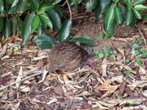 Spotted Kiwi