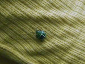 unknown insect looks like Ladybug in green;