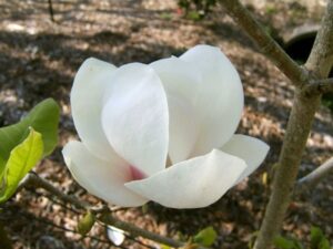 Magnolia flower white