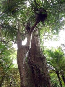 Toatara tree