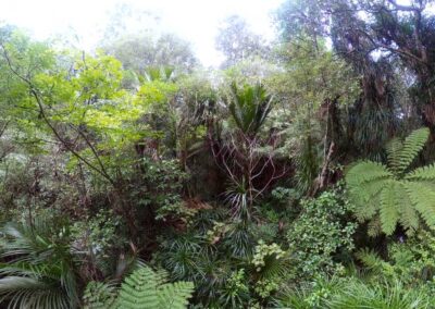 Jungle views - Le Roys Bush Reserve